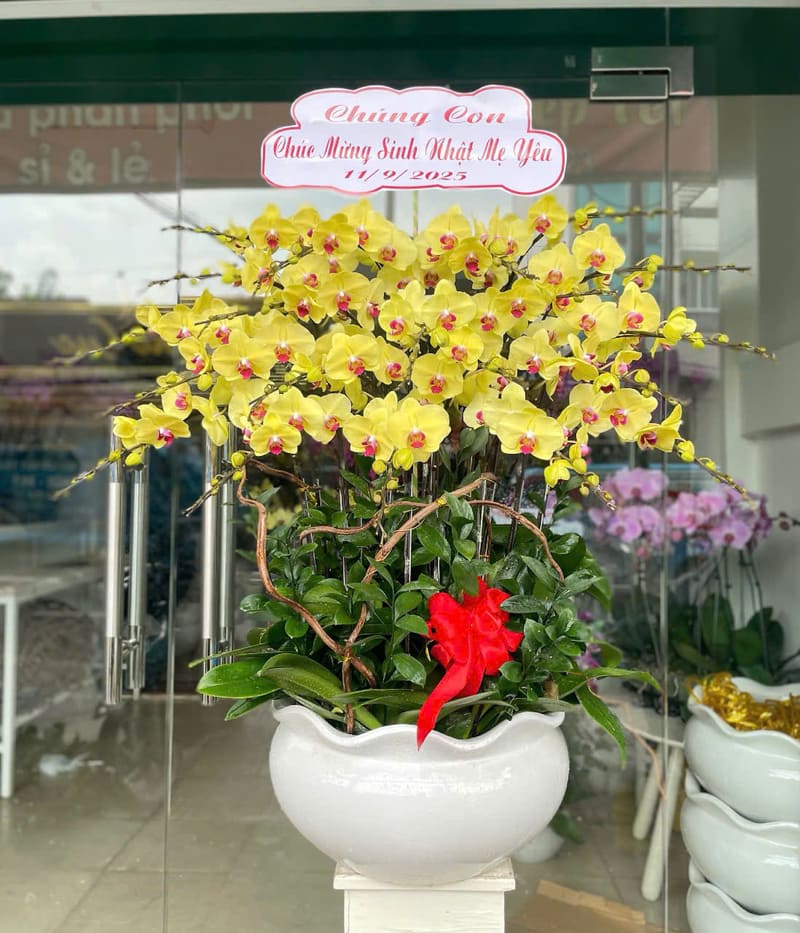 99+ Mẫu Hoa Lan Khai Trương Đẹp, Ý Nghĩa Nhất | Giá Ưu Đãi 12 hoa lan tặng khai trương