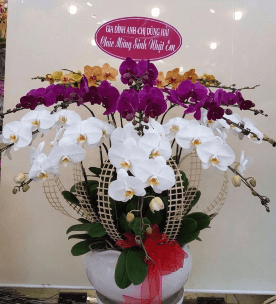 Hoa Lan Tặng Sinh Nhật Sang Trọng Cực Đẹp & Đầy Ý Nghĩa 27 hoa lan tặng sinh nhật