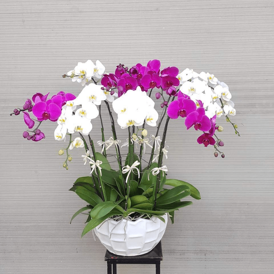 Hoa Lan Tặng Sinh Nhật Sang Trọng Cực Đẹp & Đầy Ý Nghĩa 25 hoa lan hồ điệp tặng sinh nhật