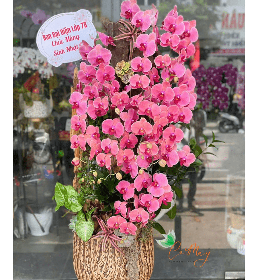 Hoa Lan Tặng Sinh Nhật Sang Trọng Cực Đẹp & Đầy Ý Nghĩa 20 hoa lan tặng sinh nhật