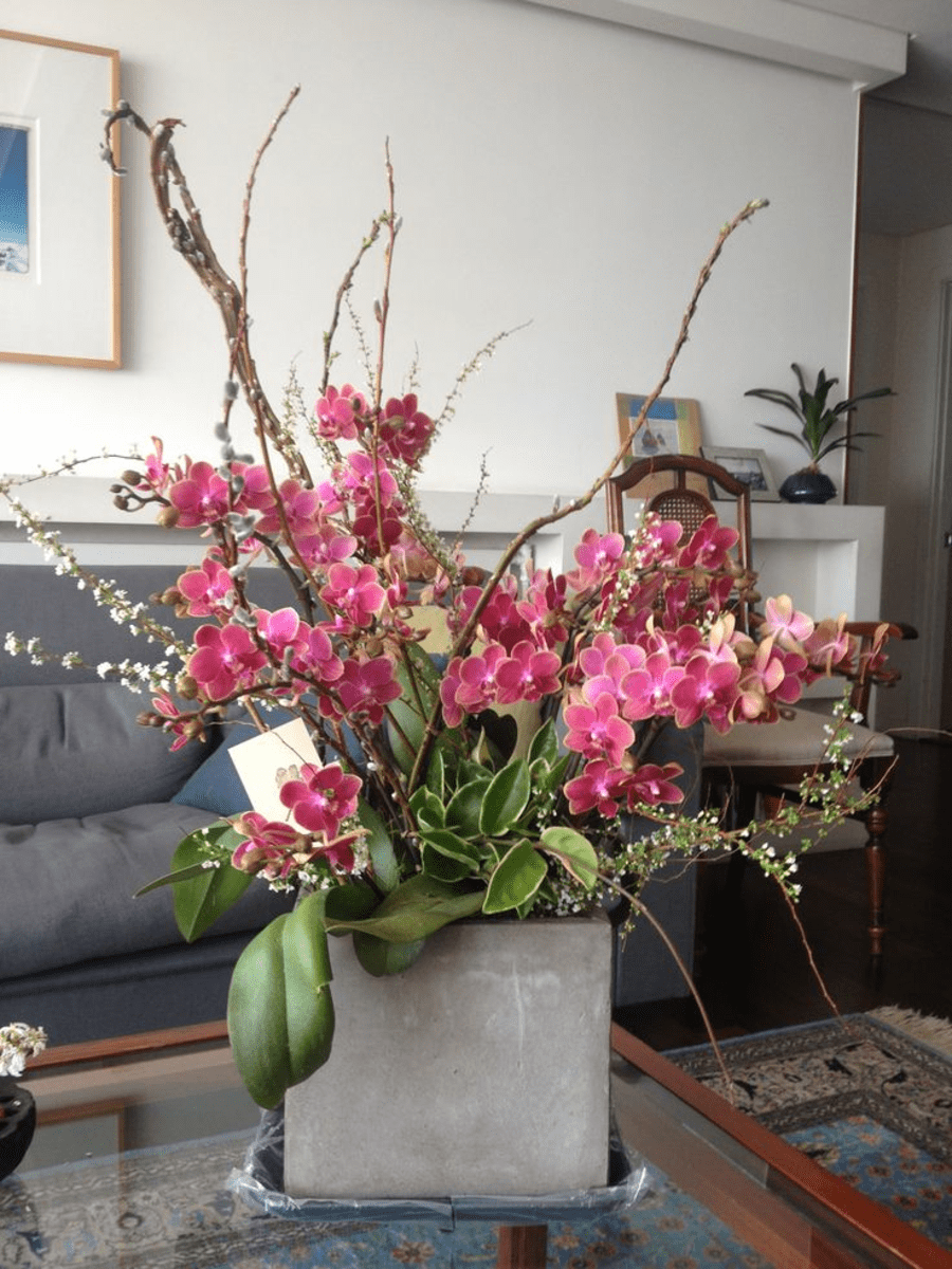Hoa Lan Tặng Sinh Nhật Sang Trọng Cực Đẹp & Đầy Ý Nghĩa 26 hoa lan đẹp tặng sinh nhật