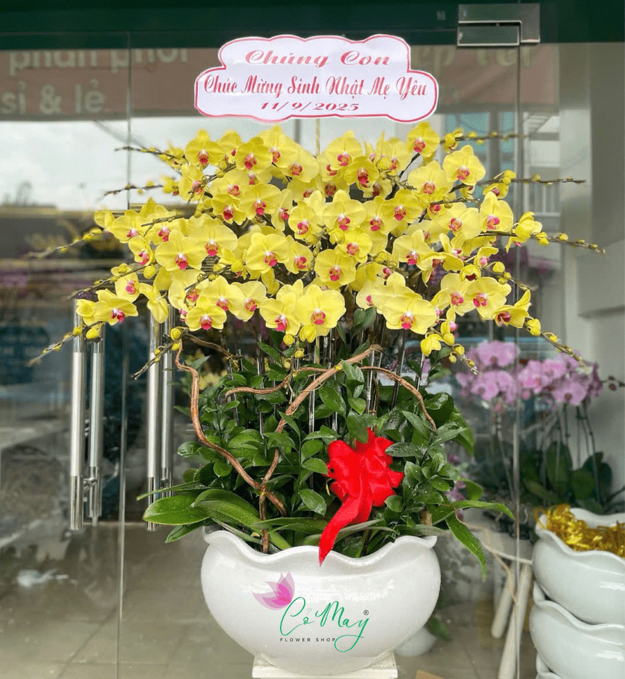 Hoa Lan Tặng Sinh Nhật Sang Trọng Cực Đẹp & Đầy Ý Nghĩa 24 hoa lan tặng sinh nhật