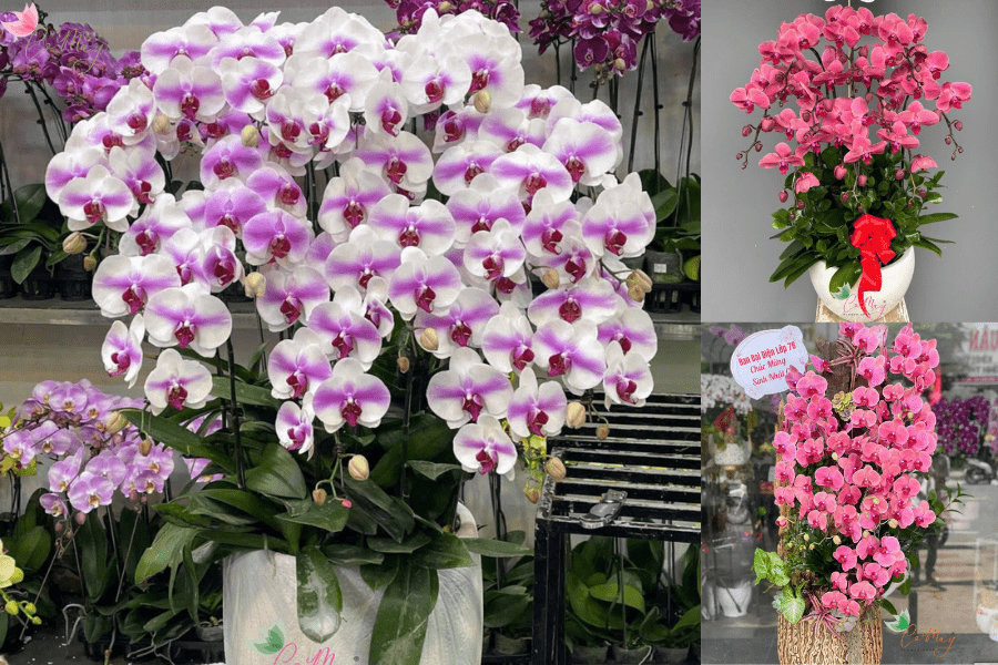 hoa sinh nhật