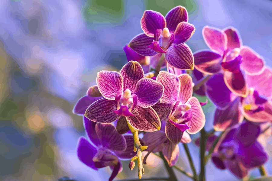 Ý Nghĩa Các Loài Hoa Tượng Trưng Cho 12 Cung Hoàng Đạo 25 loài hoa tượng trưng cho 12 cung hoàng đạo