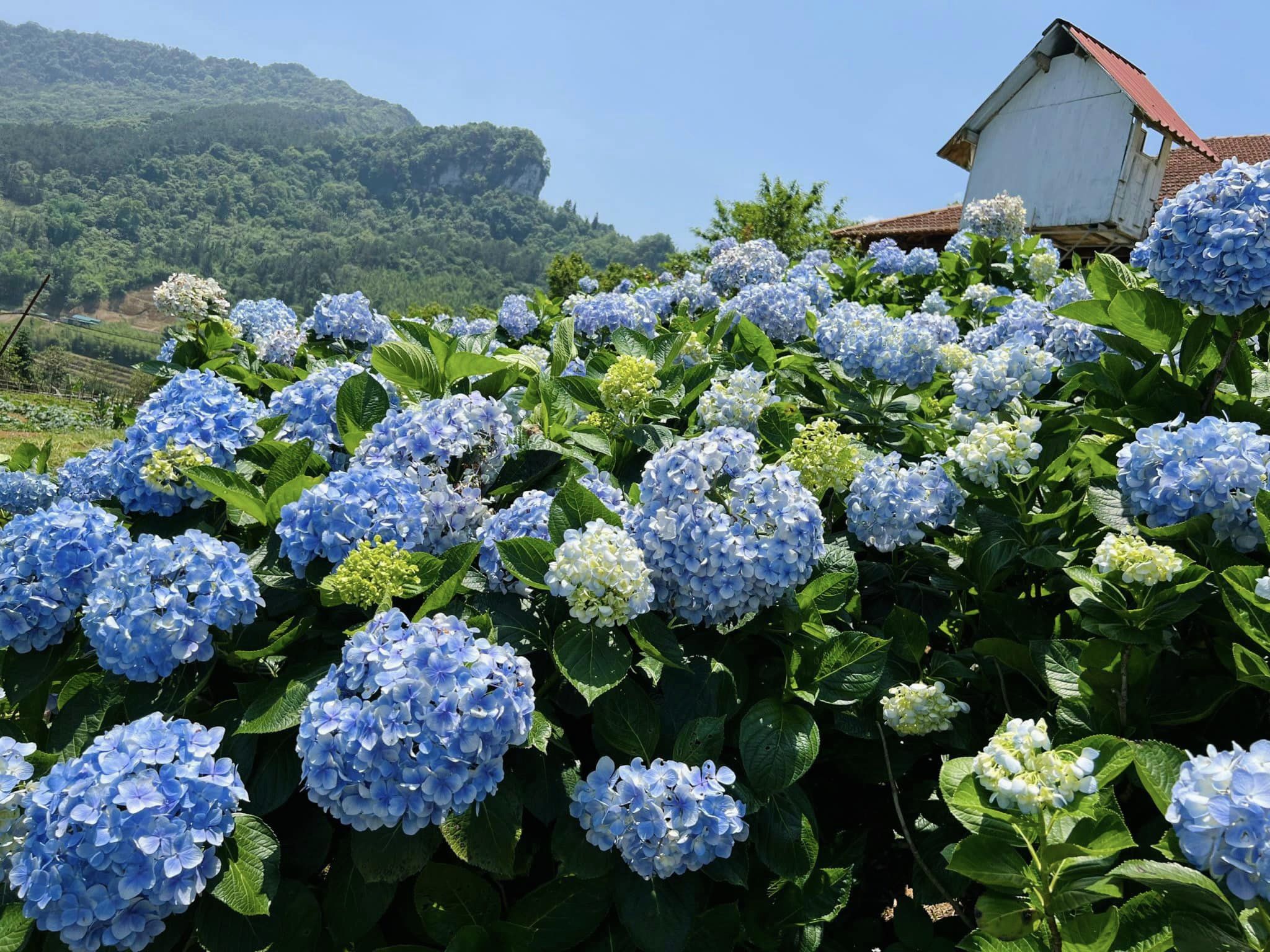Giỏ Hoa Khai Trương Blue Harmony - G33 2 cẩm tú cầu xanh Blue Harmony
