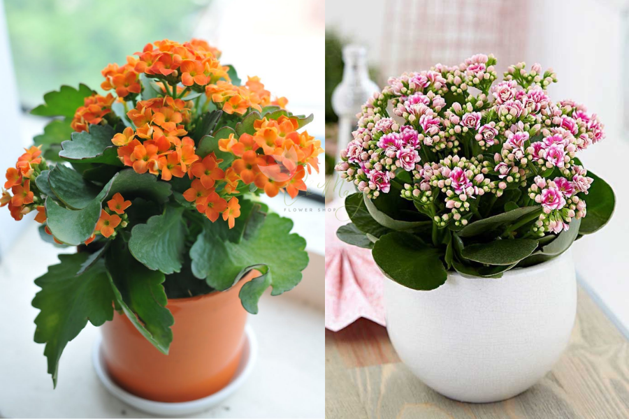 TOP 35+ Mẫu Hoa Mừng Thọ Ông Bà, Cha Mẹ Ý Nghĩa 16 hoa mừng thọ