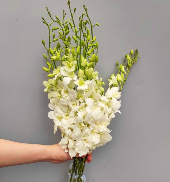 Lẵng hoa tang "Lời Tiếc Thương Gửi Lại" - K34 3 hoa lan thái trắng tinh khiết