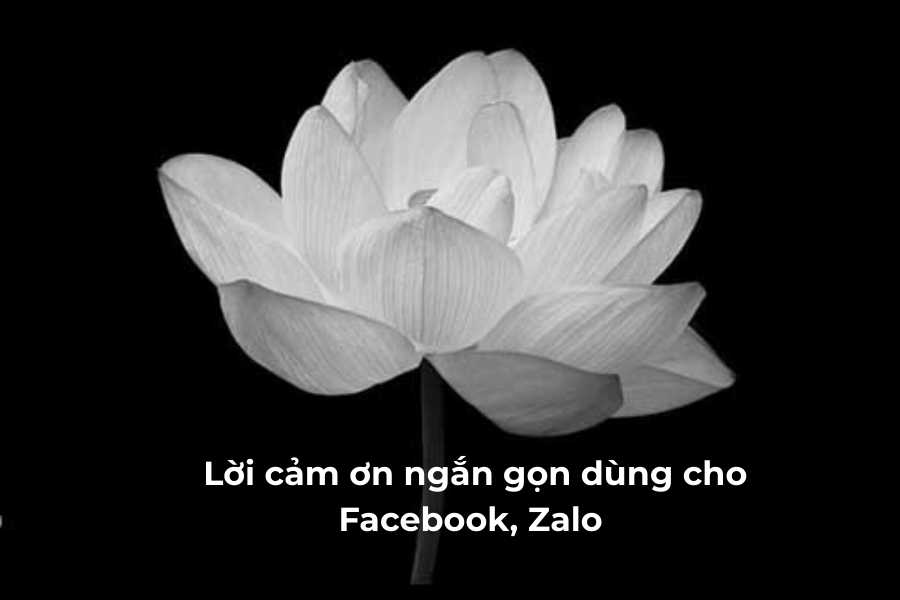 Mẫu Lời Cảm Ơn Sau Đám Tang Trang Trọng, Chân Thành Nhất 10 lời cảm ơn sau đám tang