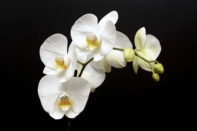 Giỏ Hoa Khai Trương Hồng Dịu Dàng - G41 3 hoa hồ điệp trắng cao quý