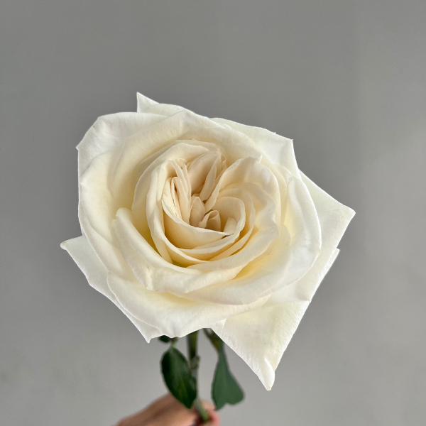 Hoa Hồng Bó Dịu Dàng Bên Em - G48 2 hoa hồng ohara trắng