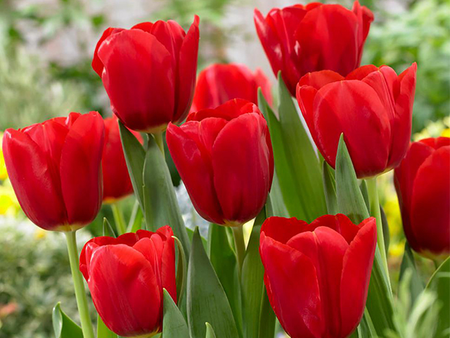 Bó hoa Tulip Serenity - TL27 2 hoa tulip đỏ kiêu sa