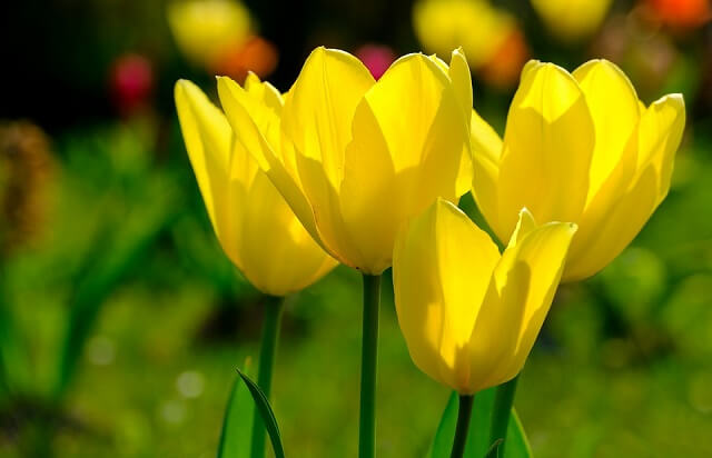 Bó hoa Tulip Thì Thầm Yêu Thương - TL23 2 hoa tulip vàng rực rỡ