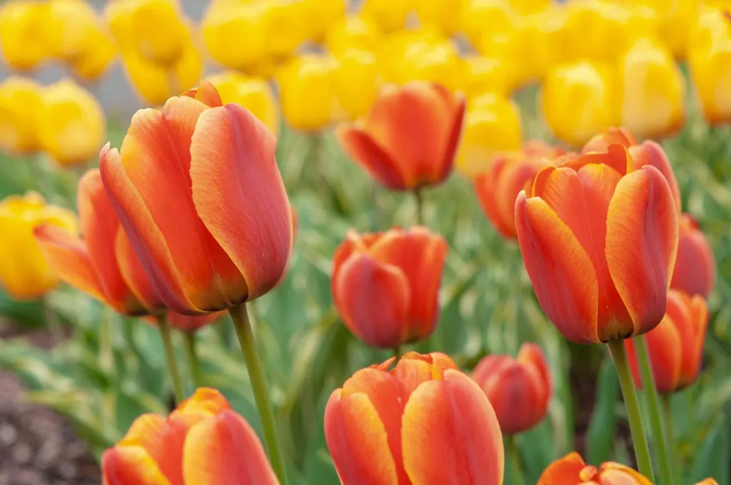 Bó hoa Tulip Dịu Dàng - TL24 2 ý nghĩa hoa tulip vàng