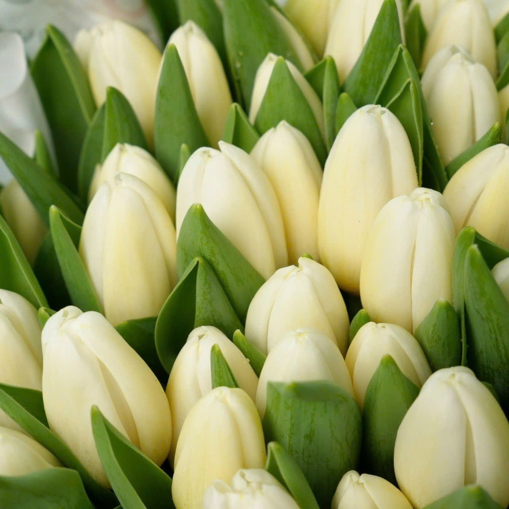 Bó hoa Tulip Yêu Thầm - TL30 2 vẻ đẹp hoa tulip trắng