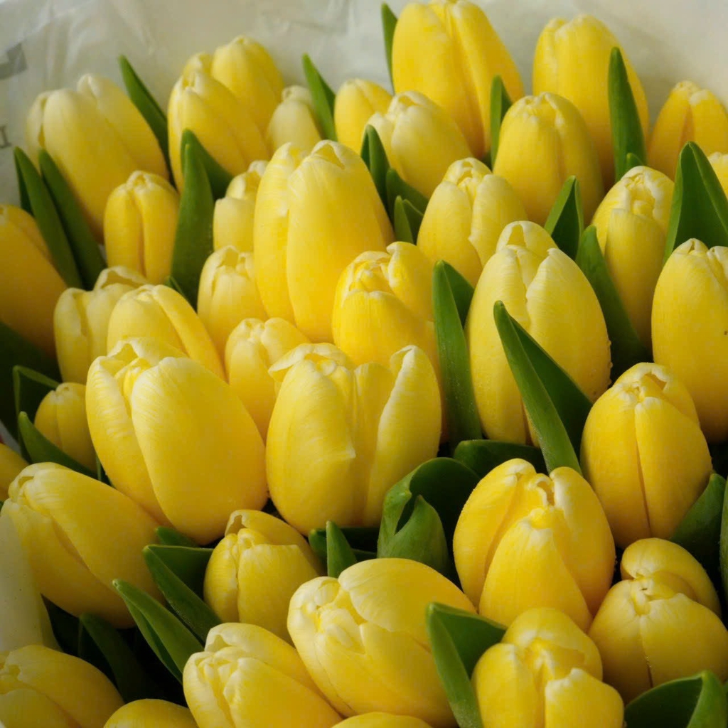 Bó hoa Tulip Thương Nhớ - TL29 2 vẻ đẹp hoa tulip vàng rực rỡ
