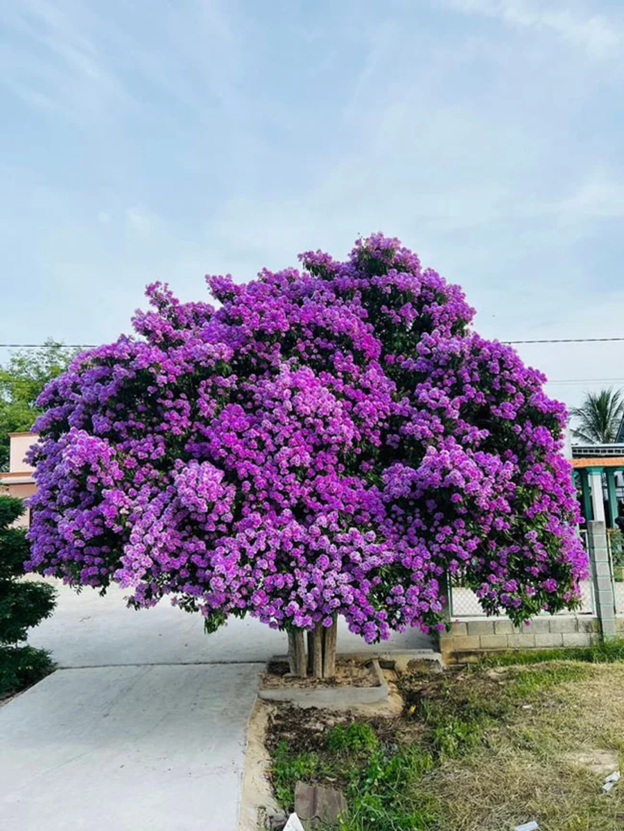 Hoa Bằng Lăng Nở Vào Mùa Nào? Thời Điểm Nở Rộ Đẹp Nhất 16 hoa bằng lăng nở vào mùa nào