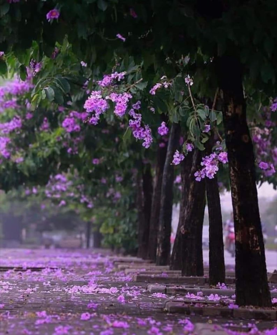 hoa bằng lăng
