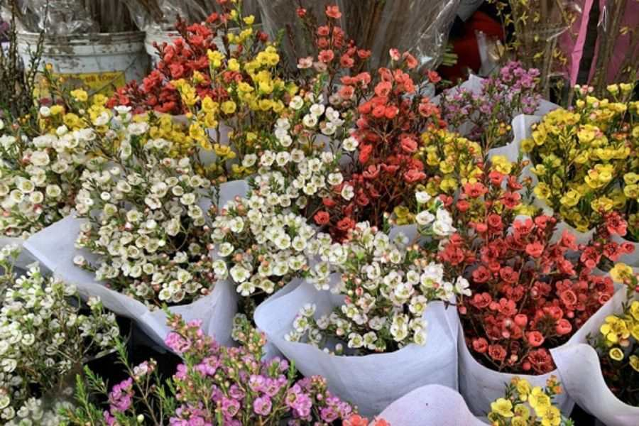 Hoa Thanh Liễu: Nguồn Gốc, Ý Nghĩa, Cách Trồng Và Chăm Sóc 21 hoa thanh liễu